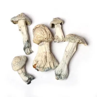 Albino Stargazer Raw Psilocybe cubensis mushrooms 5 grams for research use