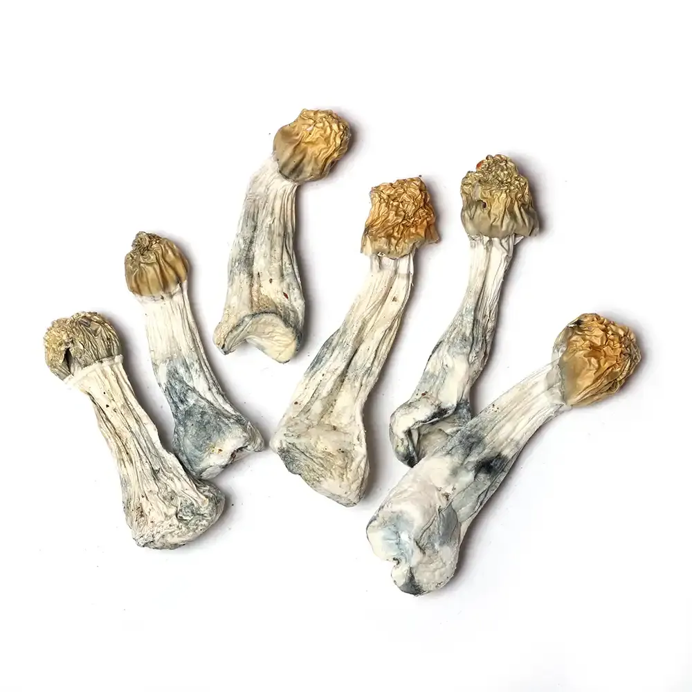 Purple Mystic Raw Psilocybe cubensis mushrooms 5 grams for research use Purple Mystic Raw Psilocybe cubensis mushrooms 5 grams for research use