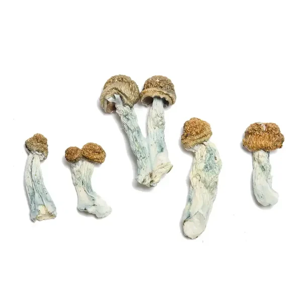 Bluey Vuitton Raw Psilocybe cubensis mushrooms 5 grams for research