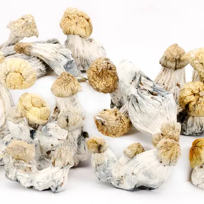 Shakti Raw Psilocybe cubensis mushrooms 5 grams for research use