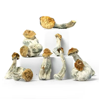 Lollipop Raw Psilocybe cubensis mushrooms 5 grams for research use