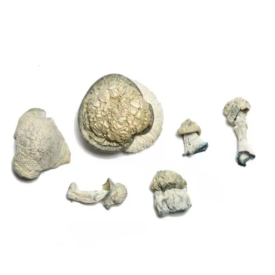 Albino Makilla Gorilla Raw Psilocybe cubensis mushrooms 5 grams for research use