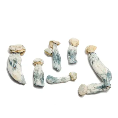 Ghost Raw Psilocybe cubensis mushrooms 5 grams for research use