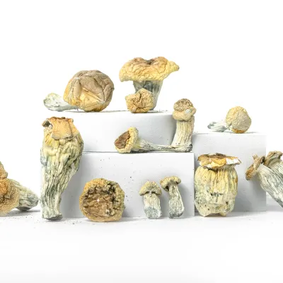 Iceberg x Ghost Raw Psilocybe cubensis mushrooms 5 grams for research use