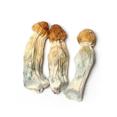 Penis Envy Raw Psilocybe cubensis mushrooms 5 grams for research use