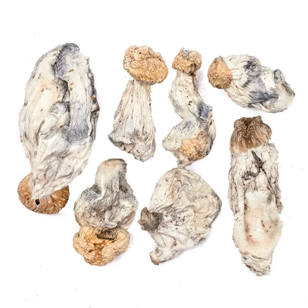 Yeti Raw Psilocybe cubensis mushrooms 5 grams for research purposes
