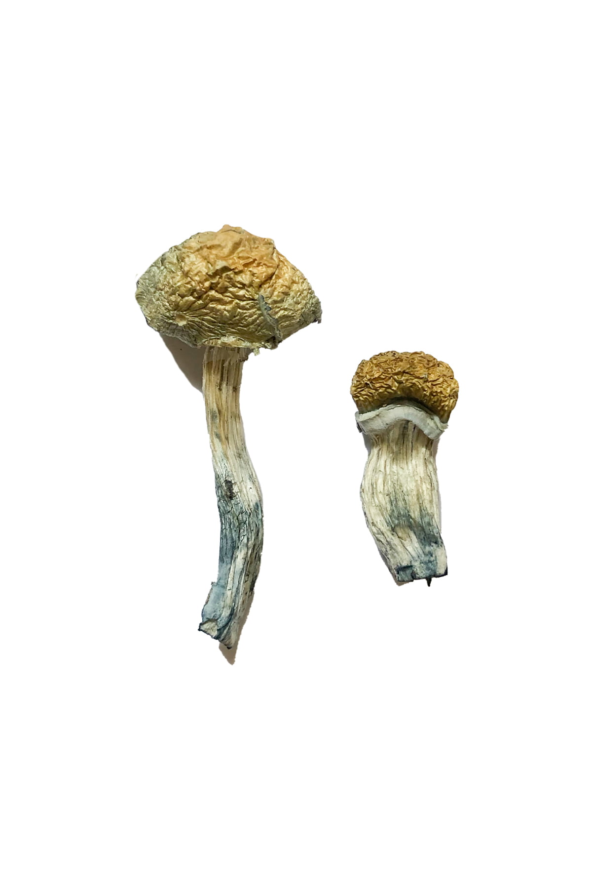 mazatapec-magic-mushrooms.jpg
