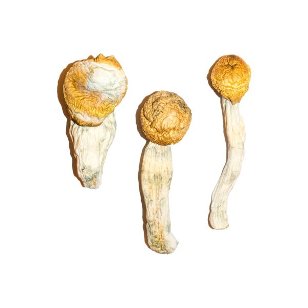 Buy Penis Envy Magic Mushroom for Psychedelic Use USA & Europe