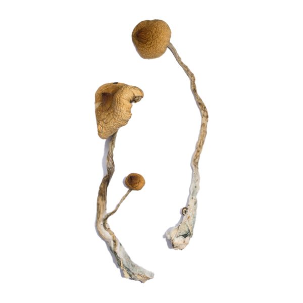 Buy Syzygy Magic Mushroom for Psychedelic Use USA & Europe