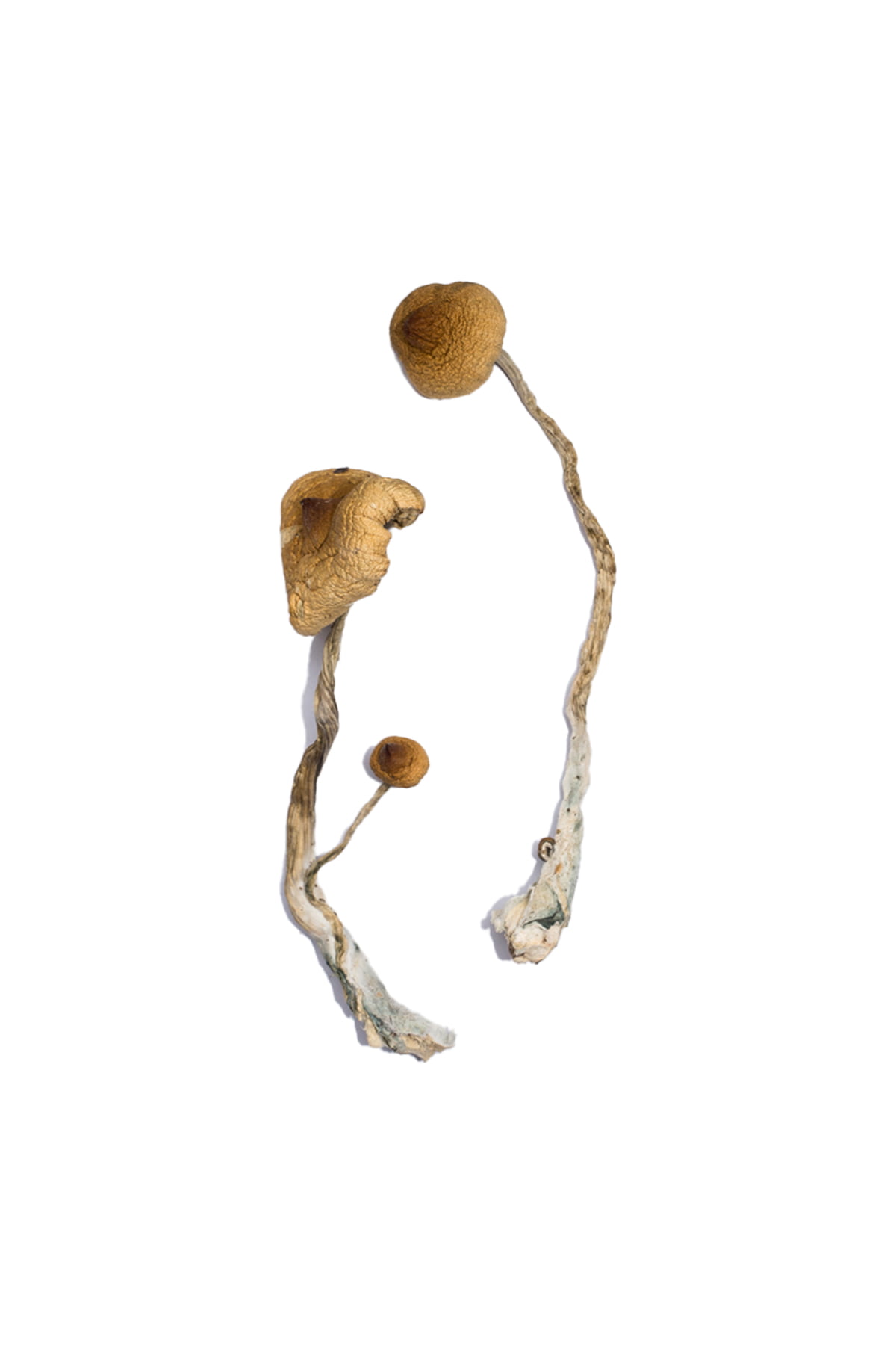 syzygy-magic-mushrooms.jpg Buy Syzygy Magic Mushroom for Psychedelic Use USA & Europe