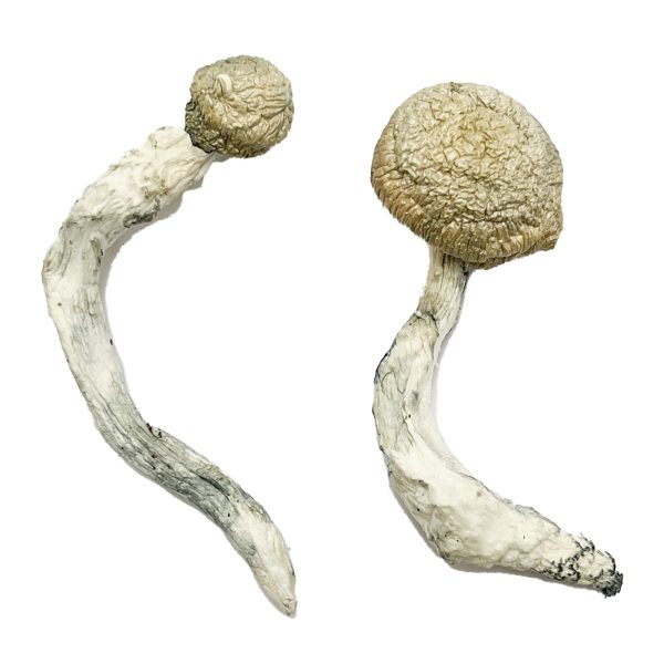 Buy Thrasher Magic Mushroom for Psychedelic Use USA & Europe