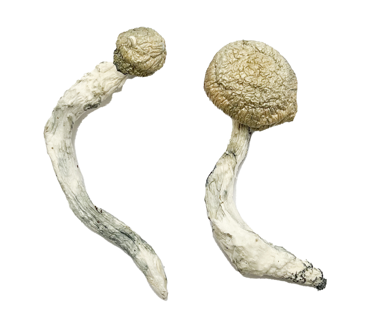 thrasher-magic-mushrooms.jpg Buy Thrasher Magic Mushroom for Psychedelic Use USA & Europe