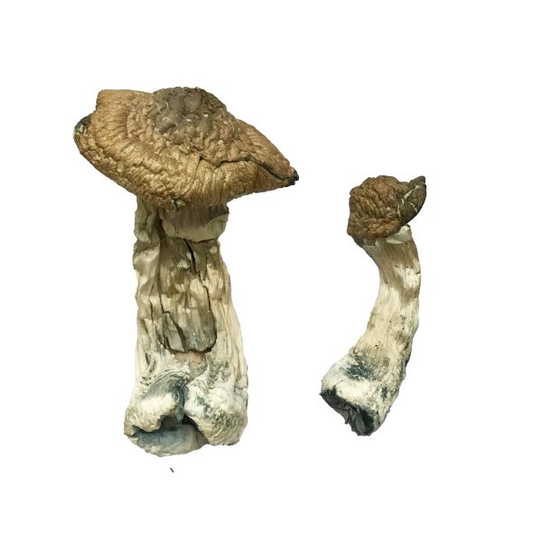 Buy Tri-Colour Ecuadorian Magic Mushroom for Psychedelic Use USA & Europe