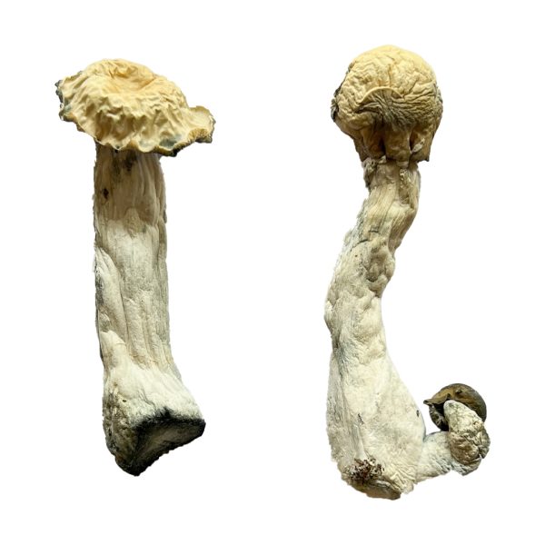 Buy Trinity Magic Mushroom for Psychedelic Use USA & Europe
