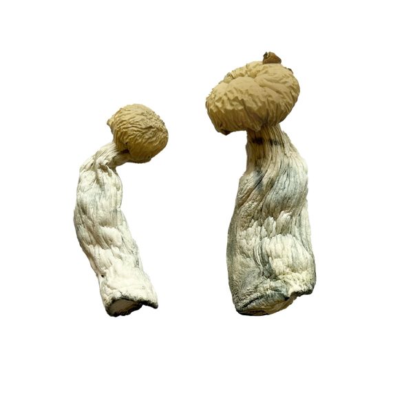 Buy Yeti Magic Mushroom for Psychedelic Use USA & Europe