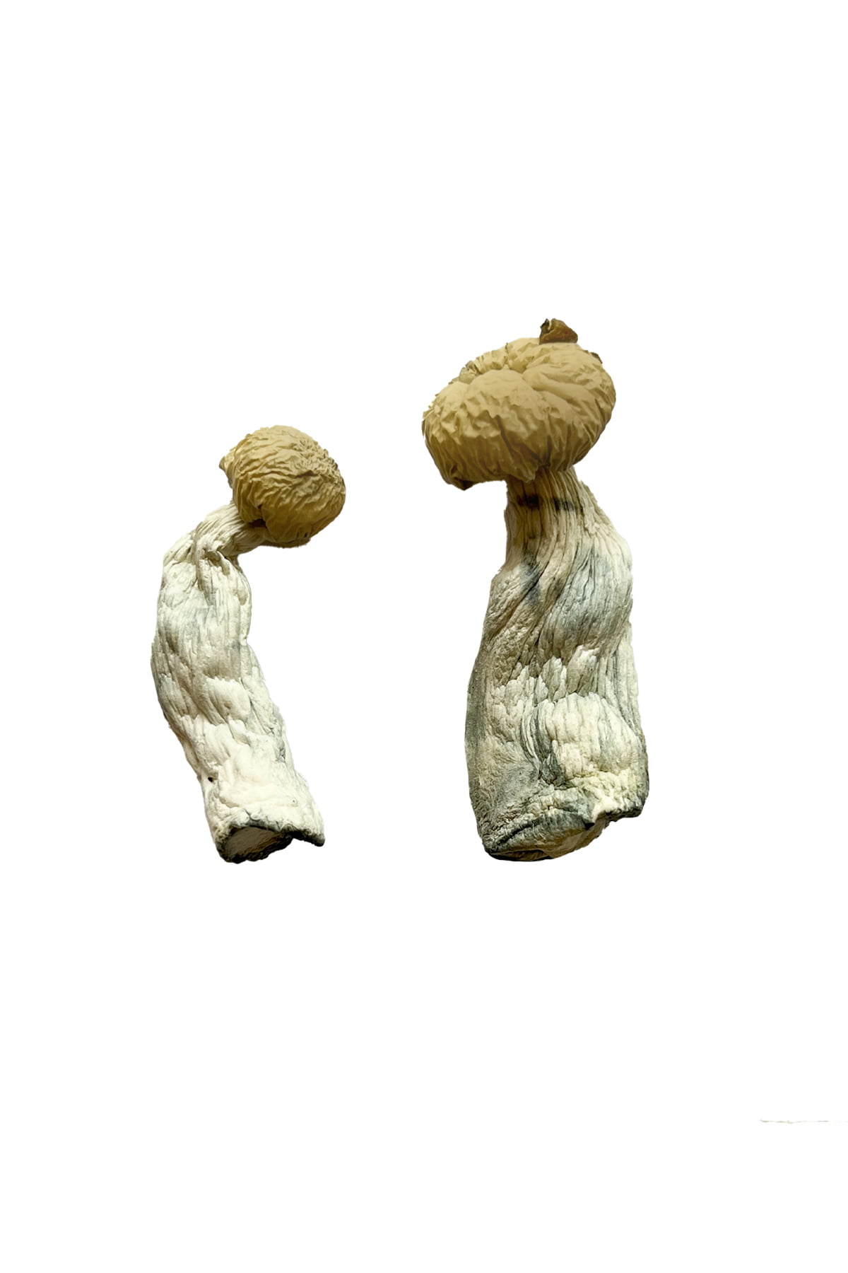 yeti-magic-mushrooms.jpg Buy Yeti Magic Mushroom for Psychedelic Use USA & Europe