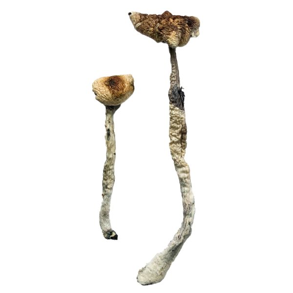 Buy Z-Strain Magic Mushroom for Psychedelic Use USA & Europe