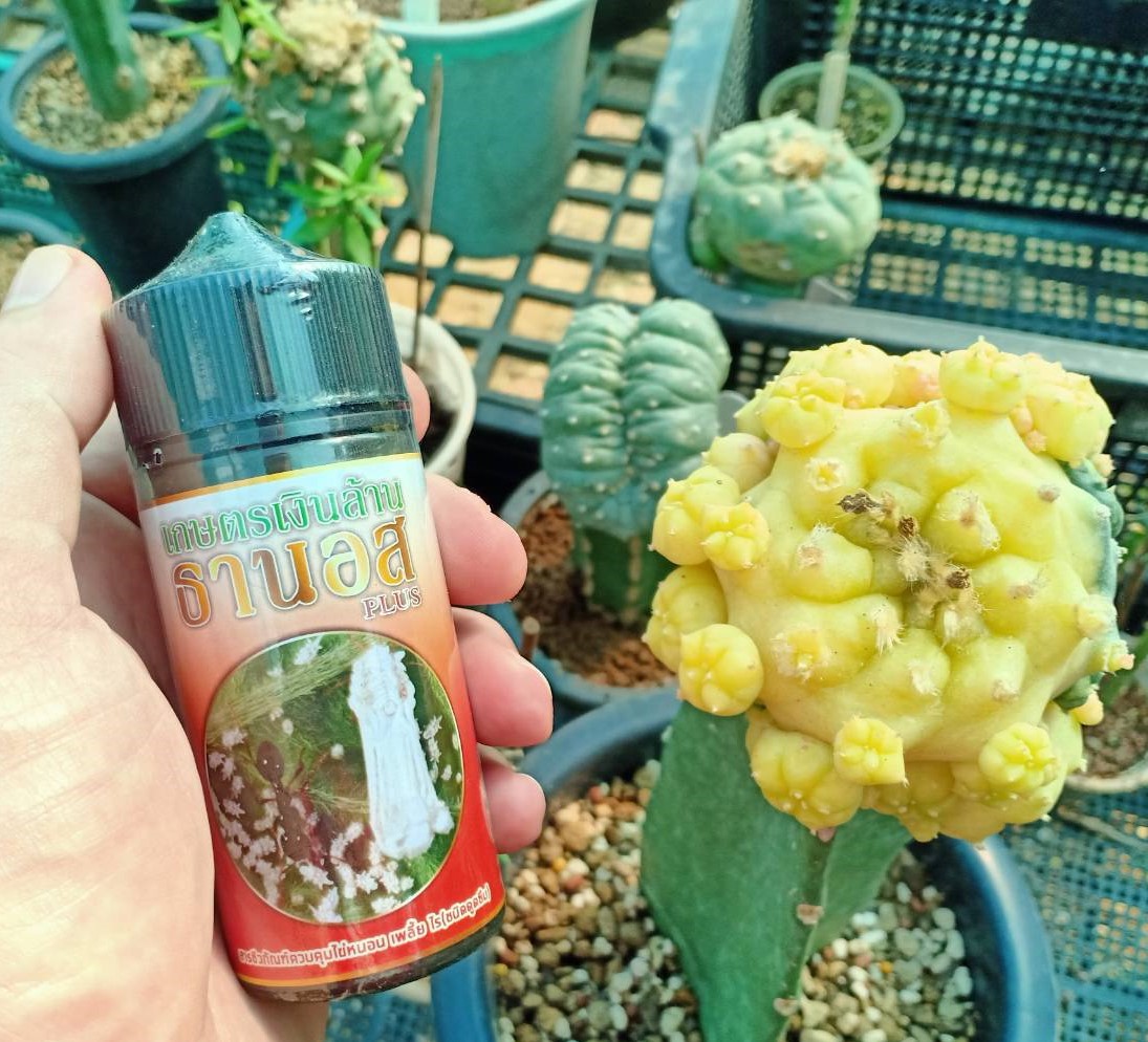 liquid-insecticide-100cc-for-cactus-anti-spider-mite-scale-insects.jpg