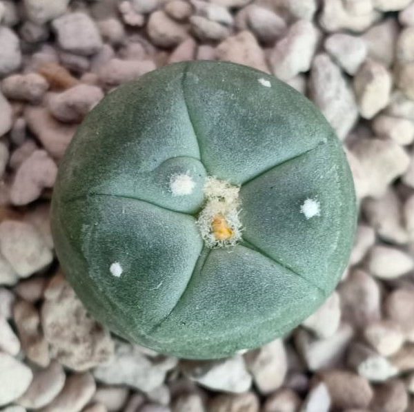 Lophophora Alberto-Vojtechii San Luis Potosi 2 to 2.5cm