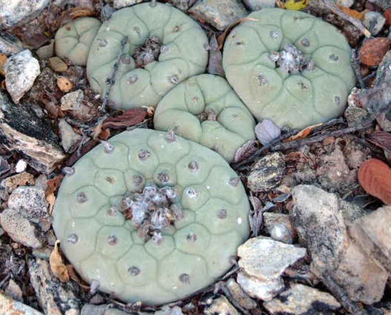 lophophora-diffusa-mmr-93-mexico-queretaro-variety-vizarron.jpg