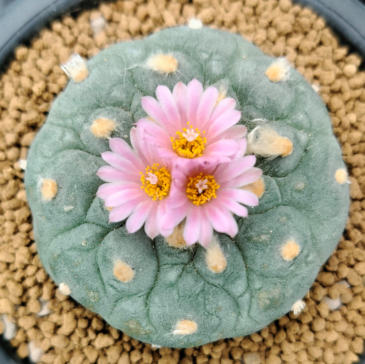Lophophora Fricii cv Takenaka