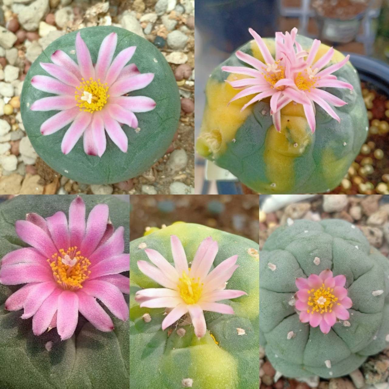lophophora-fricii-unknow-mix.jpg