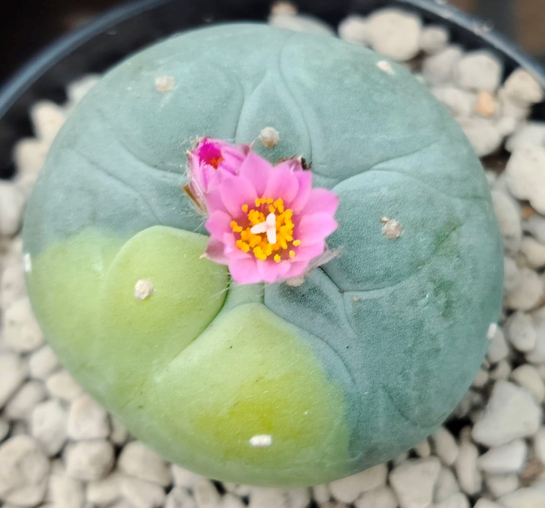 Lophophora Fricii Variegated