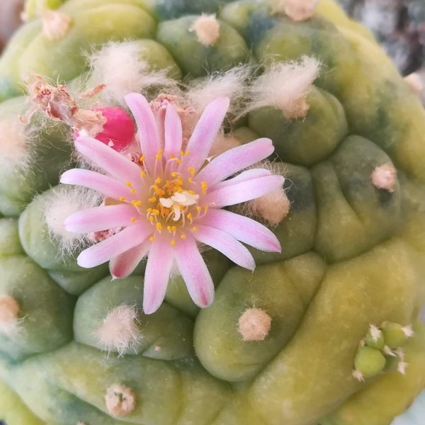 Lophophora Fricii variety Yatagai