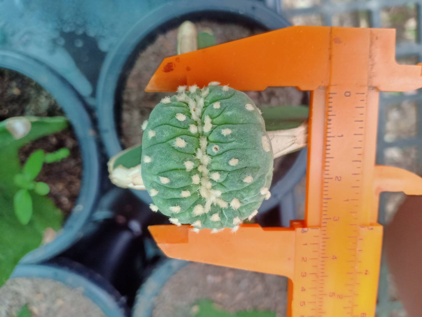 lophophora-vairety-mini-fricii-cristata-grafted-on-hylocereus.jpg