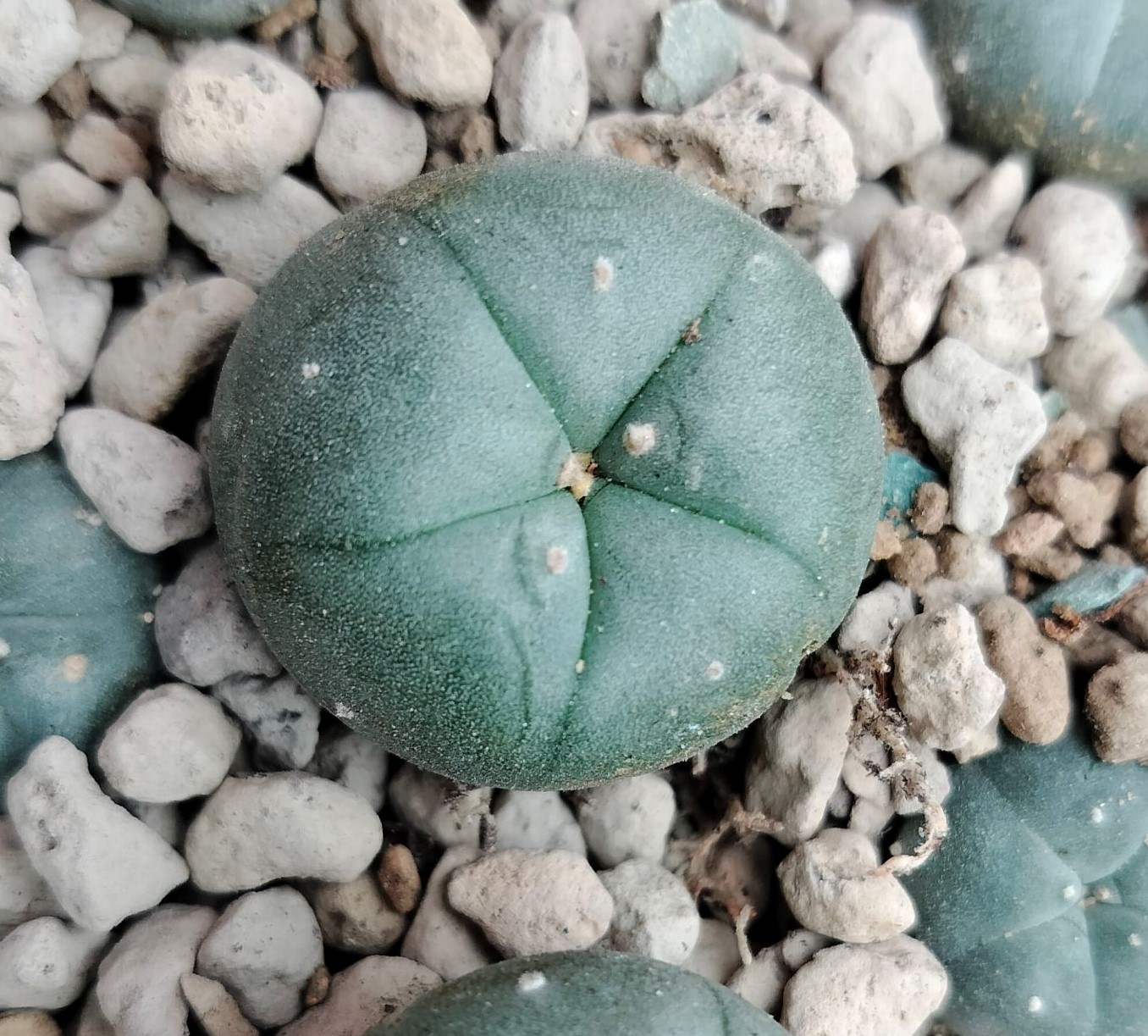 lophophora-williamsii-kkr-382-ejido-la-soledad-to-la-trinidad-nuevo-leon.jpg