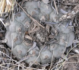 Lophophora Williamsii variety Coahuila La Cuchilla
