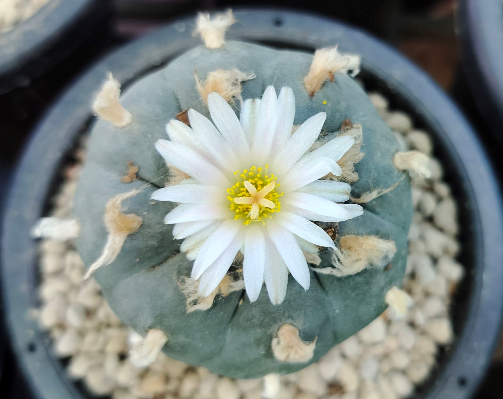 Lophophora williamsii variety Grandiflora Peyote