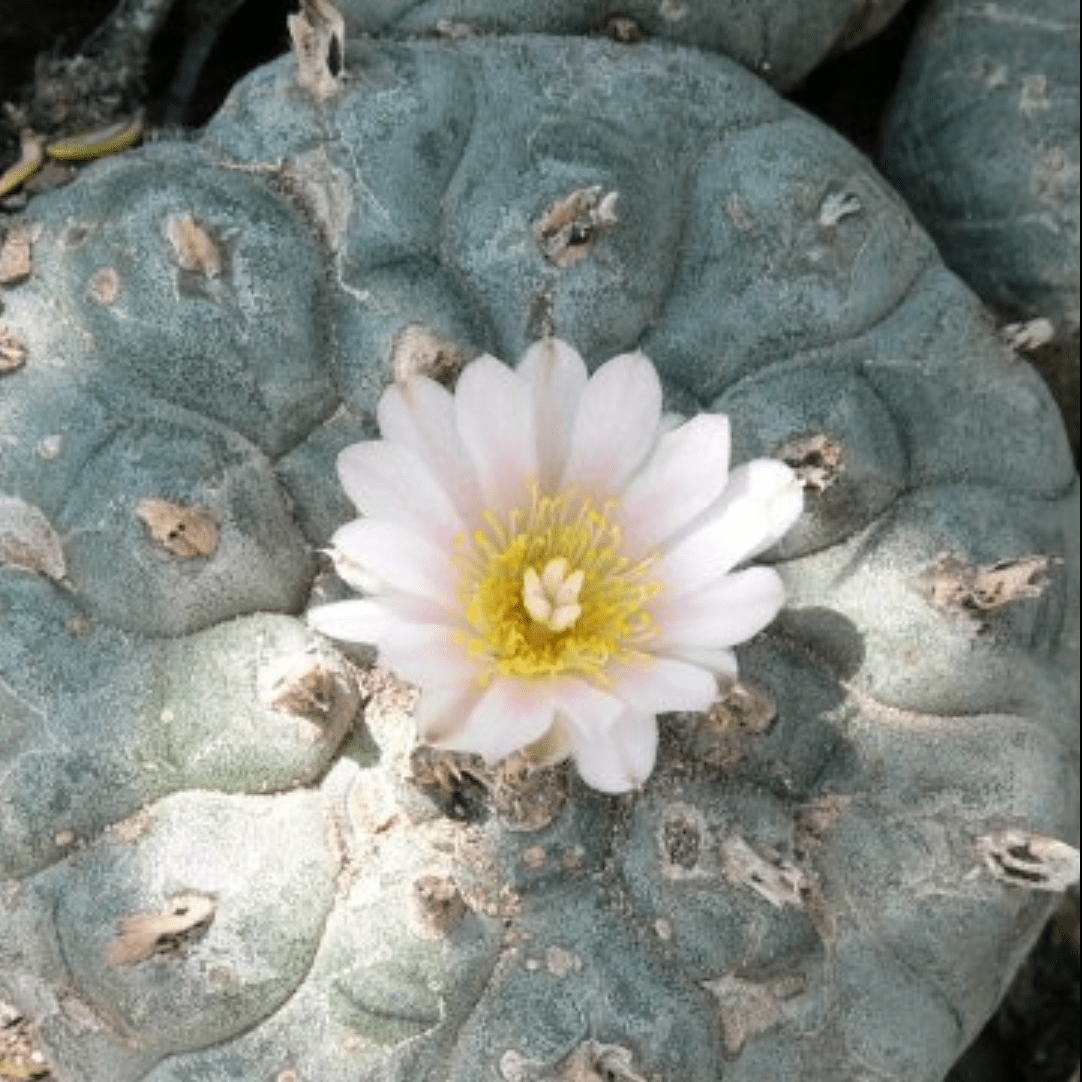lophophora-williamsii-variety-jim-hogg-county.png