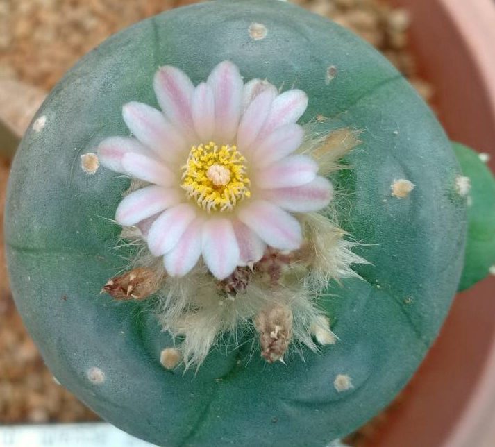 lophophora-williamsii-variety-weisse-bluete.jpg