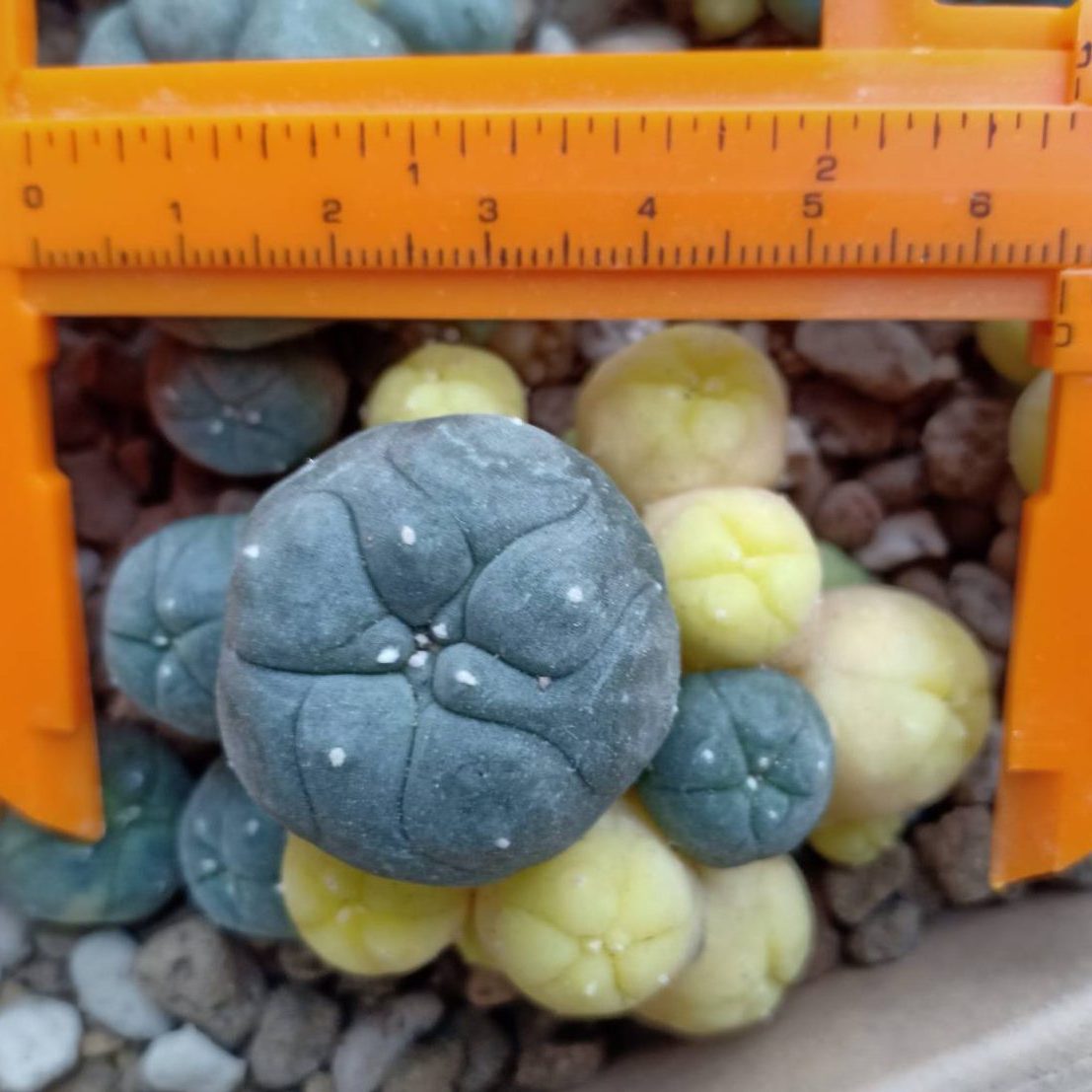 lw-caespitosa-variegata-55-to-6cm-diameter.jpg