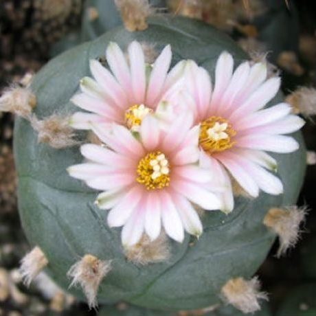 L.W var. Cedral S.L.P