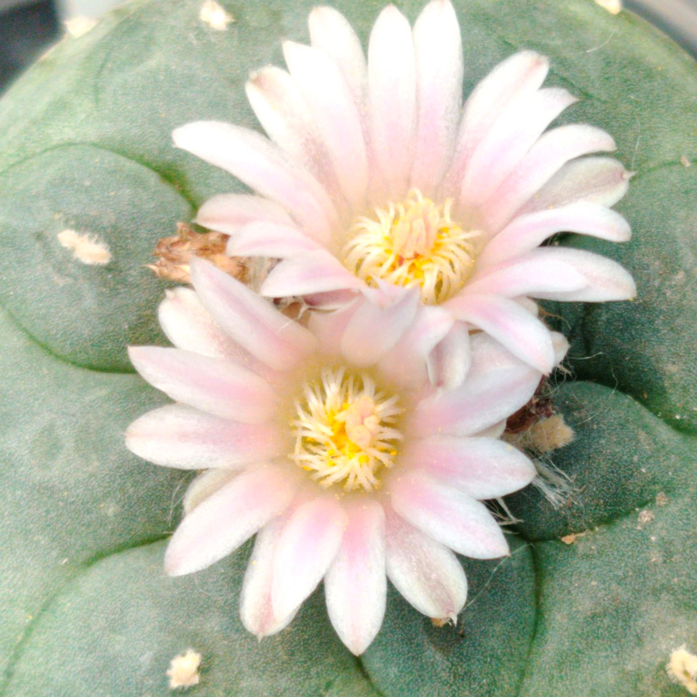 Lophophora Williamsii Santa Lucia from Chihuahua